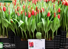 Tulipa Fabio ® (1)